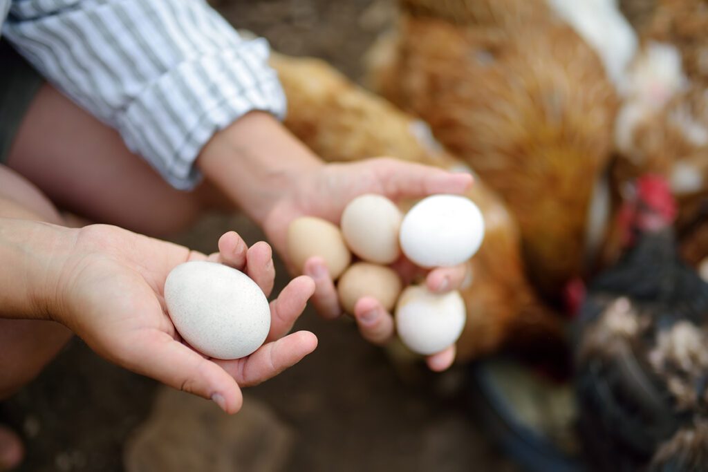 A woman holding eggs in her hands with her chickens in the background.